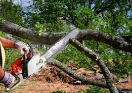 How Our Tree Care Process Works  in  Clayton, NC