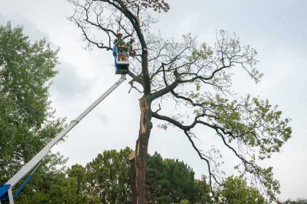 Best Tree Maintenance Programs  in Clayton, NC