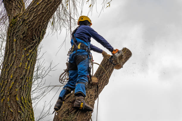 Best Tree Health Inspection  in Clayton, NC