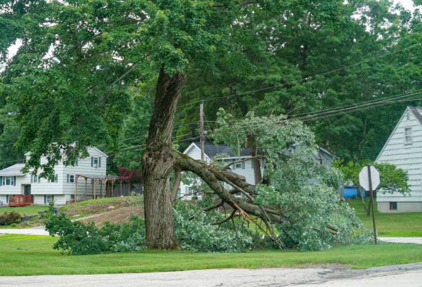 Best Tree Disease Treatment  in Clayton, NC