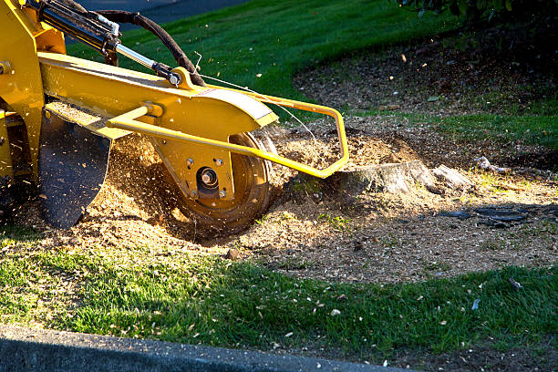 Best Tree Removal  in Clayton, NC