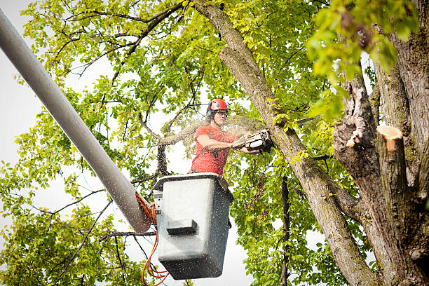 Best Utility Line Clearance  in Clayton, NC